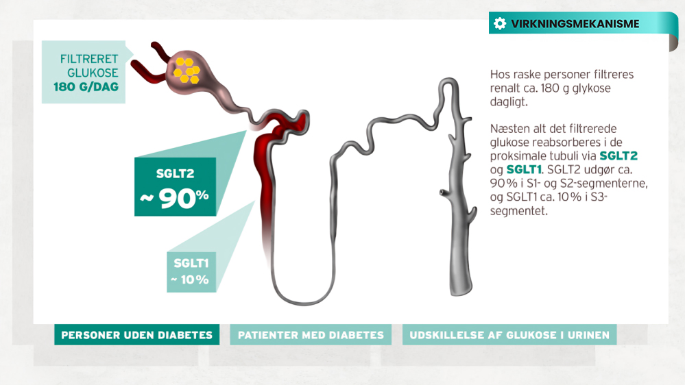 Synjardy virkningsmekanisme