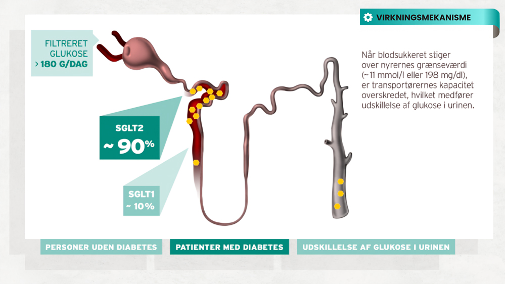 Synjardy virkningsmekanisme